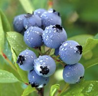 Wild Blueberry